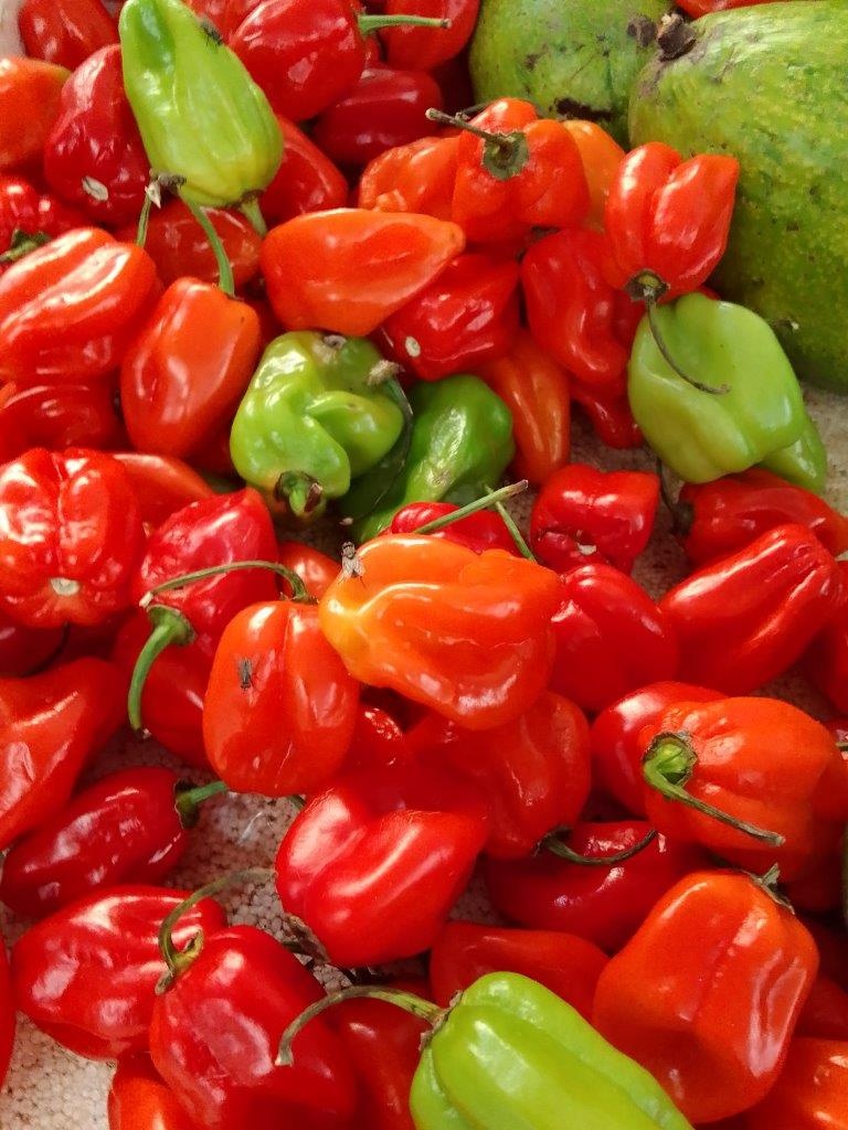 Villa Angela, 240m2, Yucatan, 161.000 Euro - 17