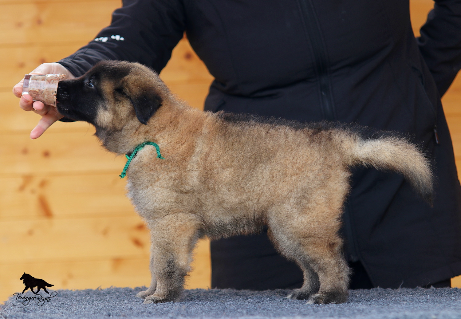 Owczarek belgijski Tervueren - szczenięta z rodowodem - 17