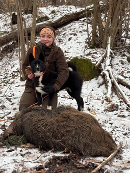 Szczenięta Karelski pies na niedźwiedzie z rodowodem FCI - 17