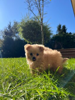 Piesek Pomapoo Maltipoo Miniaturka puchaty miś pies z rodowo - 17