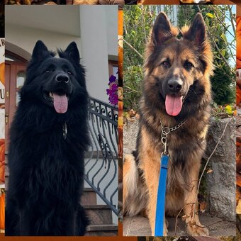 Suczka owczarek niemiecki długowłosy - 17