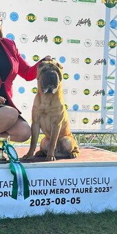 Hodowla rasy shar pei Red Folds przed. szczeniąt ur.22.06.20 - 17