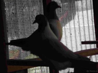 sprzedam gołębie - 17