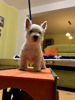 West Highland White terrier - 17