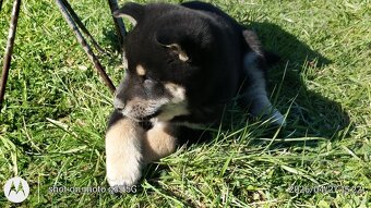 Shiba Inu + Nowy miot + Rezerwacja szczeniąt - 17