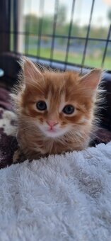 Kocięta bez ogonów Kurylski Bobtail - 17
