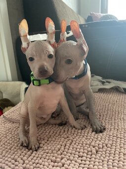 Peruwiański Pies bezwłosy - 17