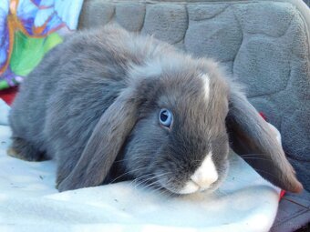 Piękne baranki mini lop niebieskie - 17