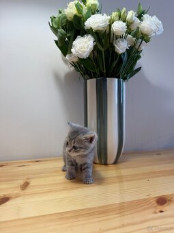 Sprzedam koty – mieszane brytyjskie i szkockie - 17
