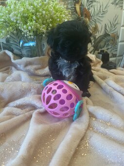 Shihtzu - 17