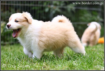 szczeniaki Border Collie psy suczki rodowód ZKwP FCI - 17