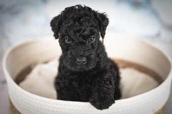 Szczeniak Kerry Blue Terrier - 17