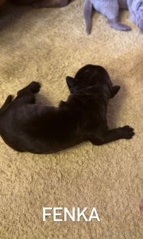 Szczeniaki Bandogi s rodokmenom VIP BANDOG KENNELS - 17