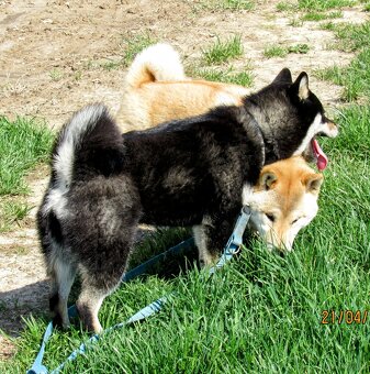 Shiba Inu, dwoje ośmiomiesięcznych szczeniąt - 17
