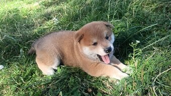 Dwoje szczeniąt Shiba Inu ur.07.08.2026r. - 17