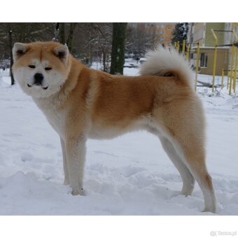 Akita Inu Akita japońska ZKWP FCI po Championie - 17