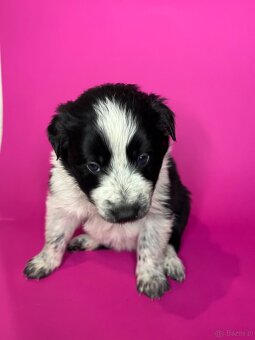 Szczeniaki border collie - 17