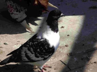 sprzedam gołębie - 17