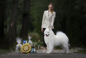 Samojed z FCI/PP – urodzone szczenięta z wyjątkowego skojarz - 17