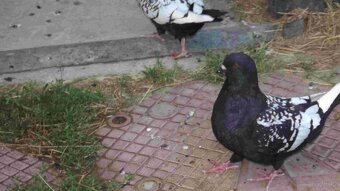 sprzedam gołębie - 17