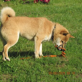 Shiba Inu, czerwony piesek - 17