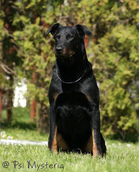 Beauceron - Owczarek francuski z rodowodem - 17