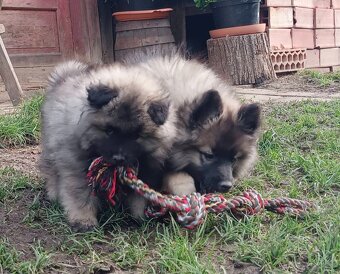 Wilczy szpic / Keeshond polecam rodowodowe szczenieta - 17