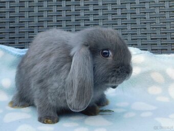 Niebieskie baranki mini lop - 17