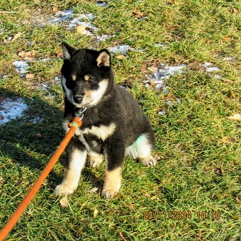 Shiba Inu, dziesięciomiesięczna suczka, czarna-podpalana - 17