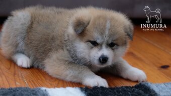 Akita Inu akita japońska szczenięta - 17