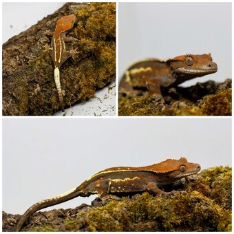 Gekony orzęsione (ciliatus) + akcesoria GeckoSVK - 17