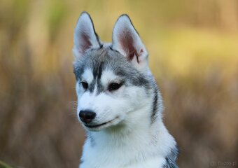 Siberian Husky ZKwP - 17