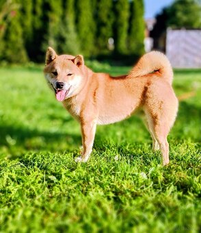 Shiba Inu, czerwony piesek - 17
