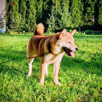 Shiba Inu, czerwony piesek mocno czernią przyprószony - 17
