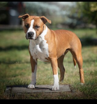 Szczenięta amstaff - 17