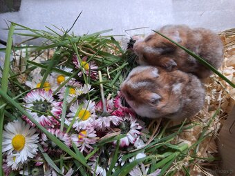 Chomiki Syryjskie 4 tygodniowe - 17