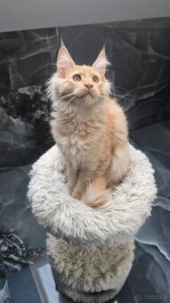 Maine coon - 17