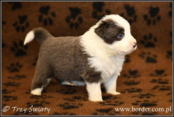 psy szczeniaki Border Collie ZKwP FCI - 17