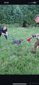 Buldog Staroangielsky - Old English Bulldog - 17