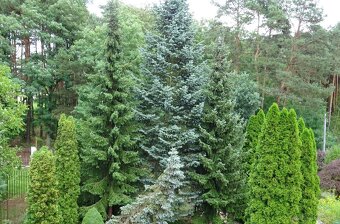 Dom wśród zieleni przy lesie - 17