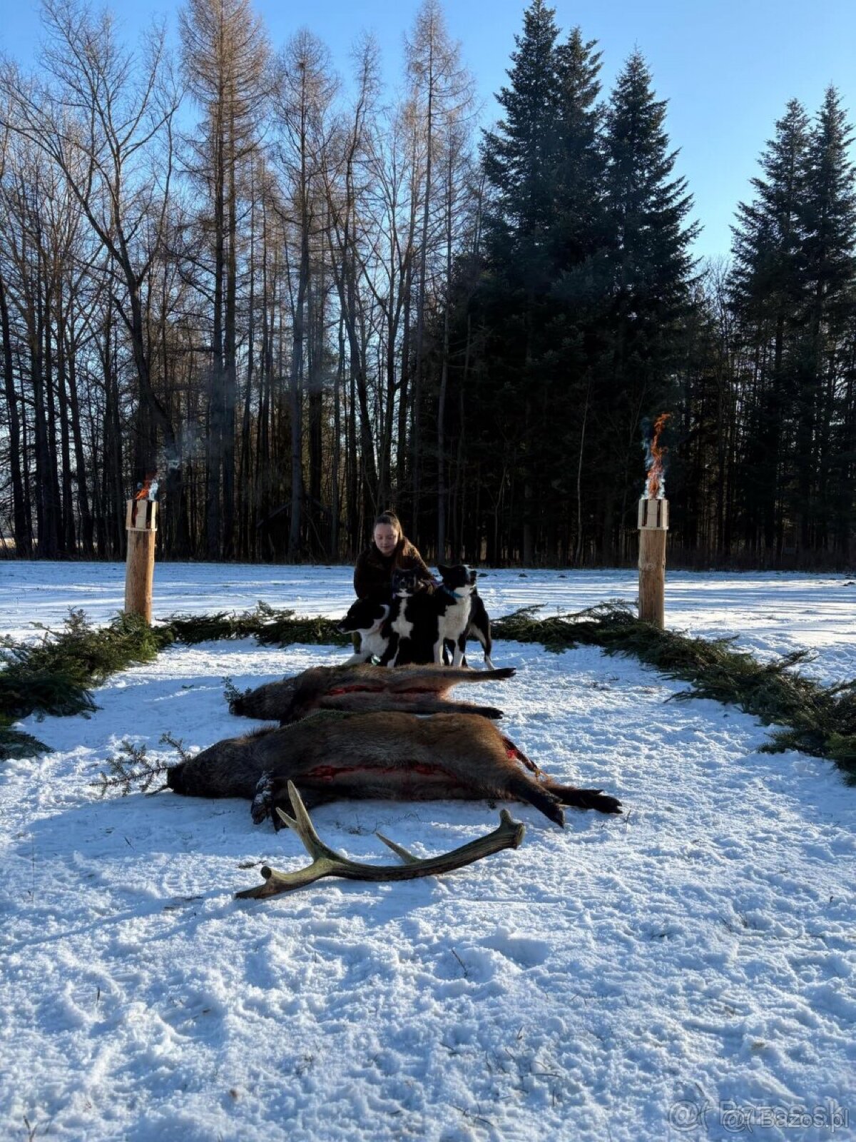 Szczenięta Karelski pies na niedźwiedzie z rodowodem FCI - 18