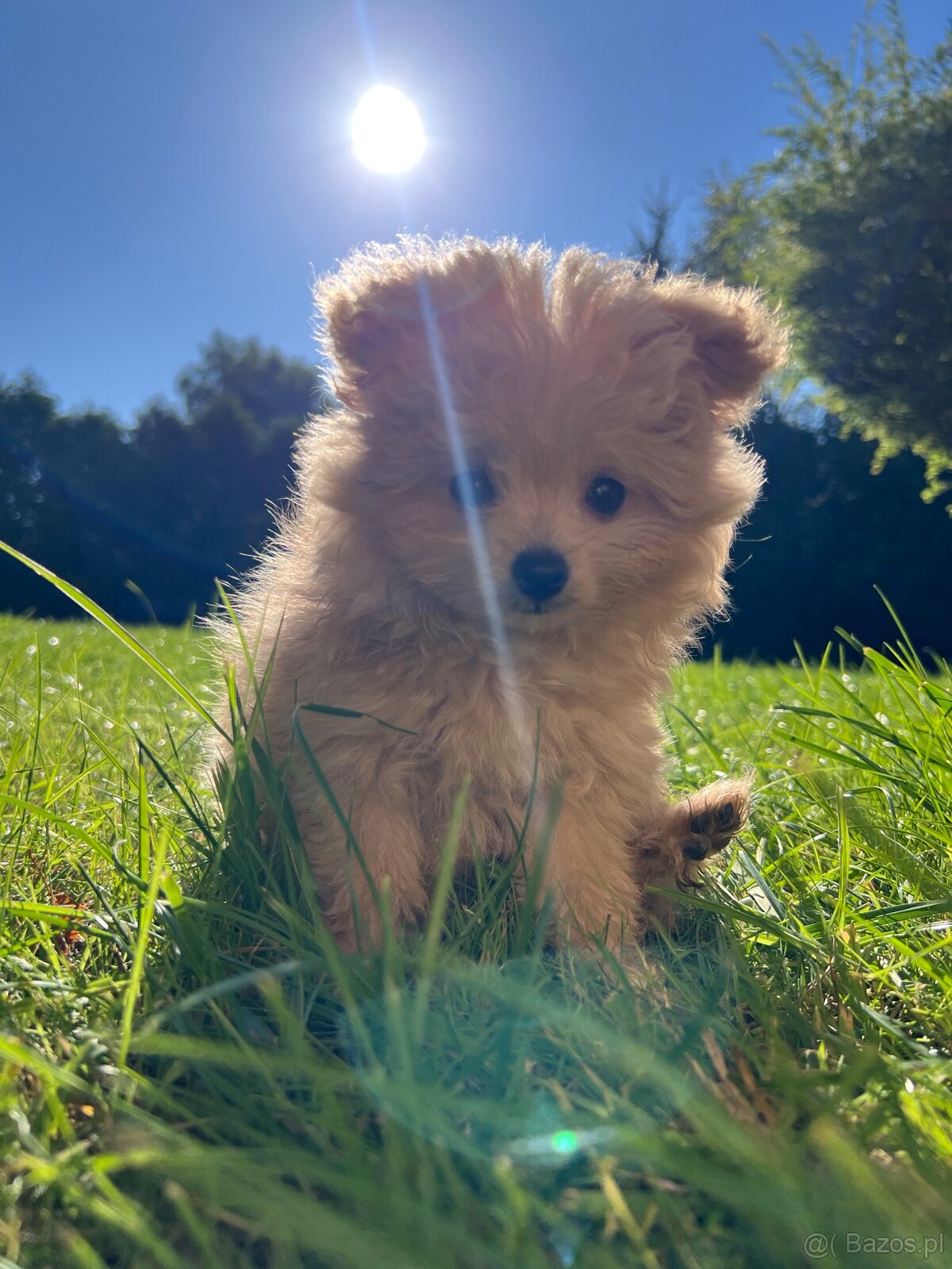 Piesek Pomapoo Maltipoo Miniaturka puchaty miś pies z rodowo - 18