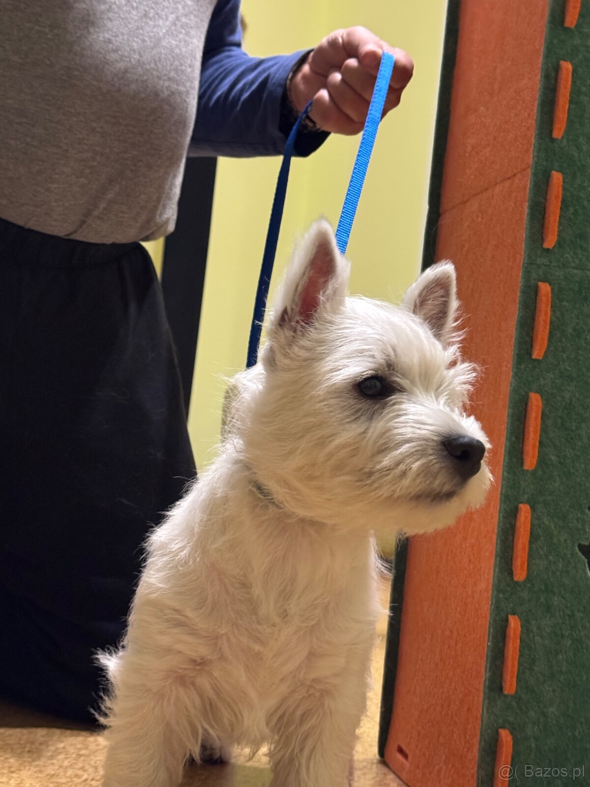 West Highland White terrier - 18
