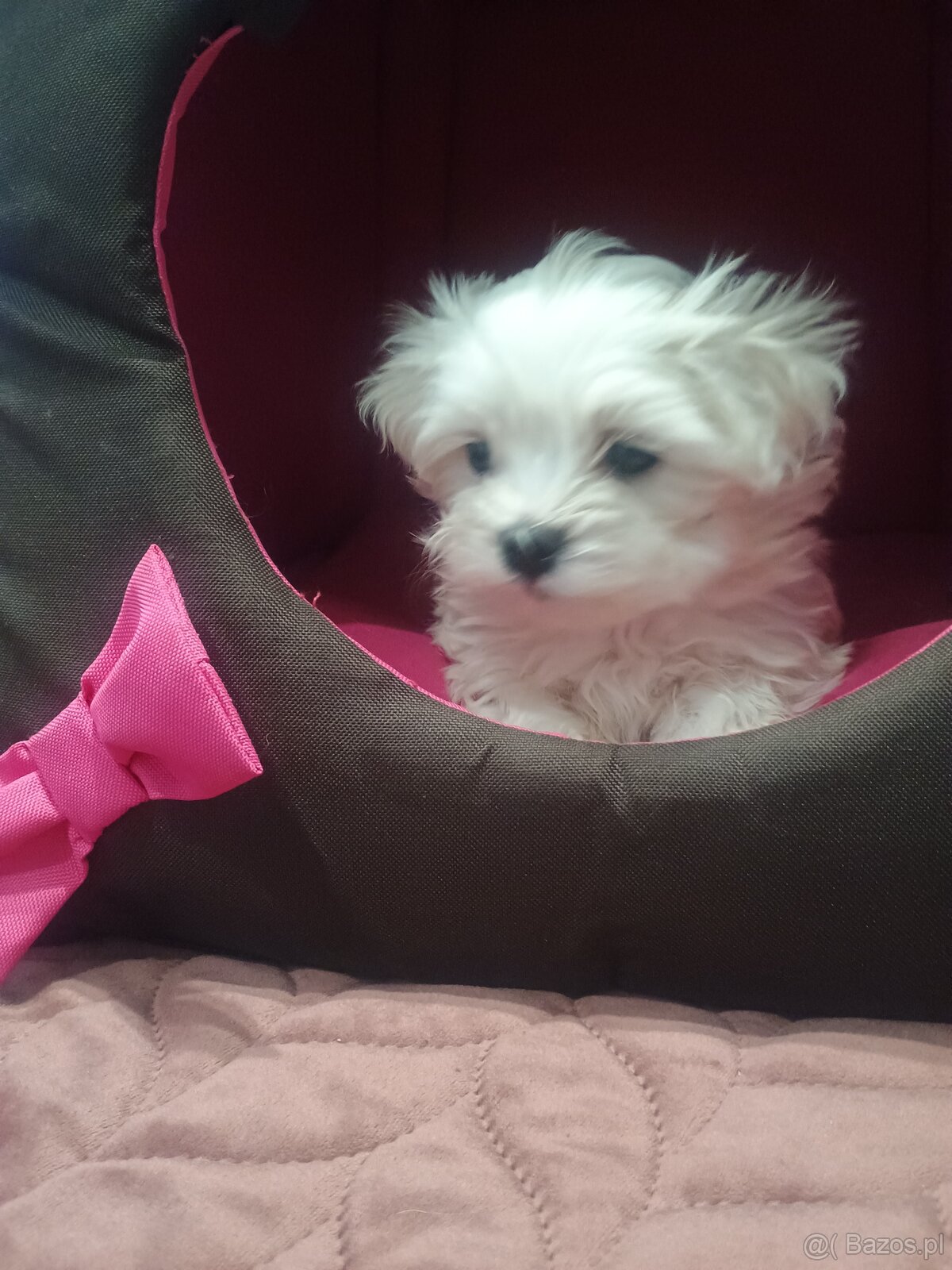 Maltańczyk Royal Maltese - 18