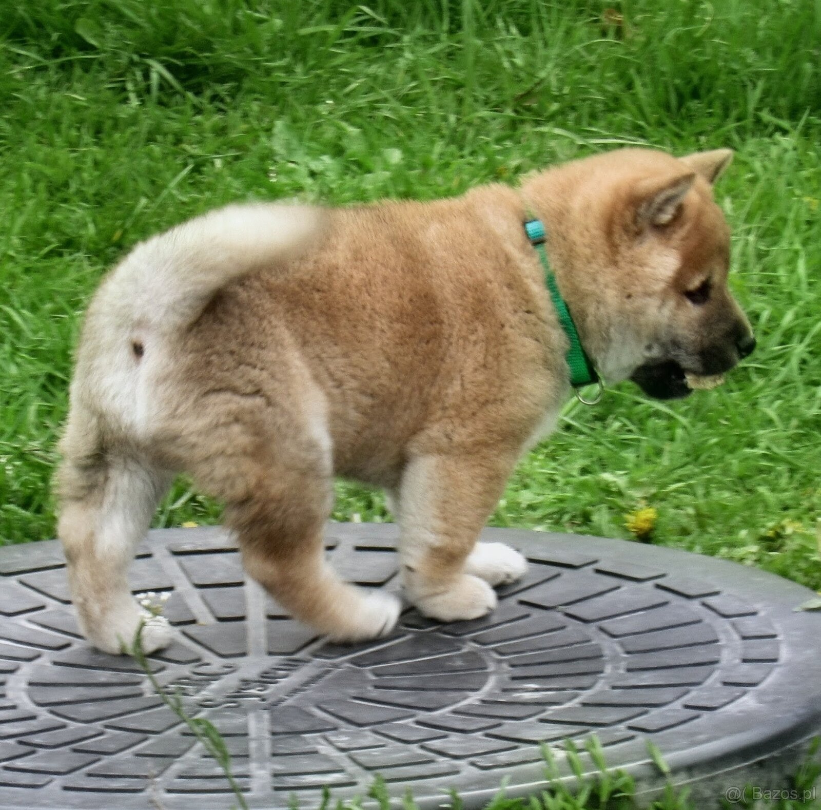 Shiba Inu + Nowy miot + Rezerwacja szczeniąt - 18