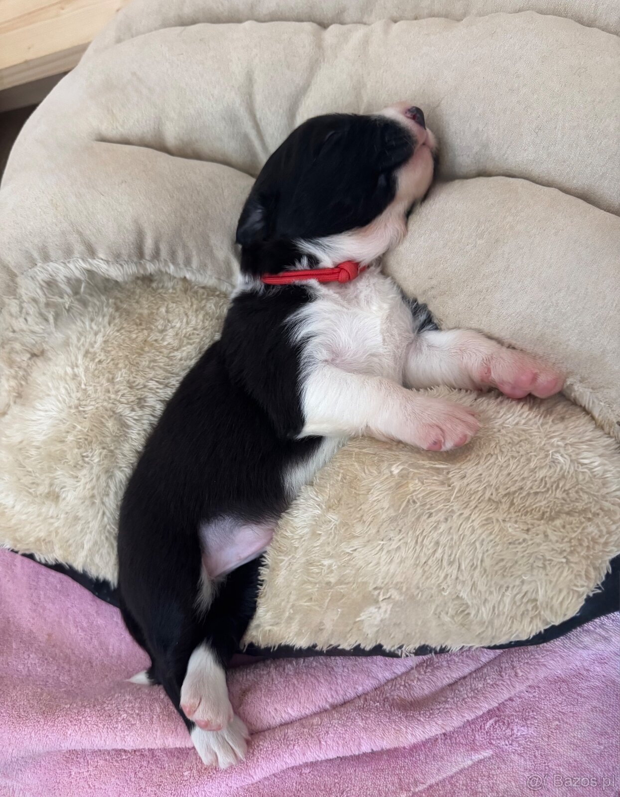 Border Collie z PP /FCI/ szczenięta - 18