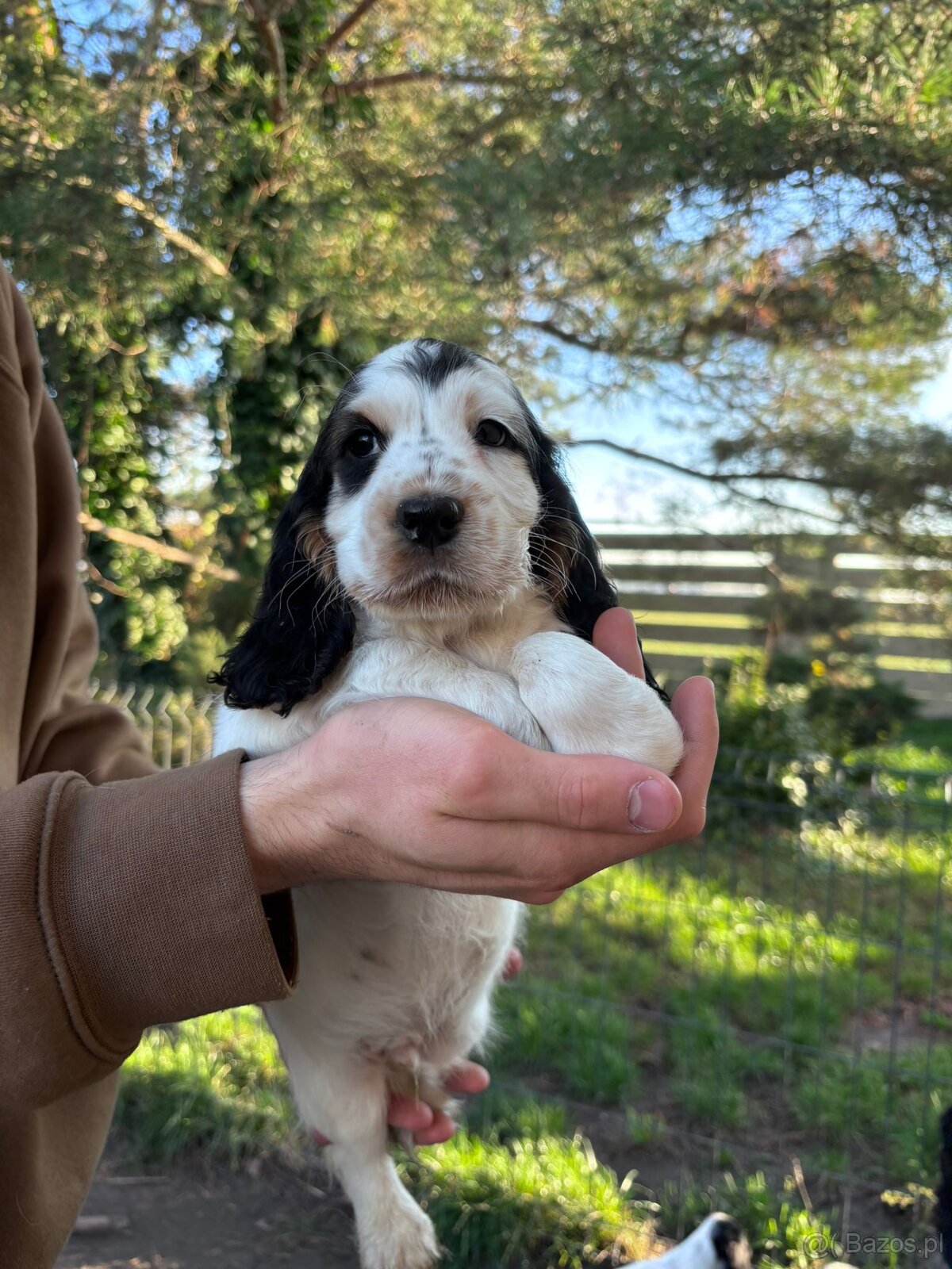 Cocker spaniel angielski - 18