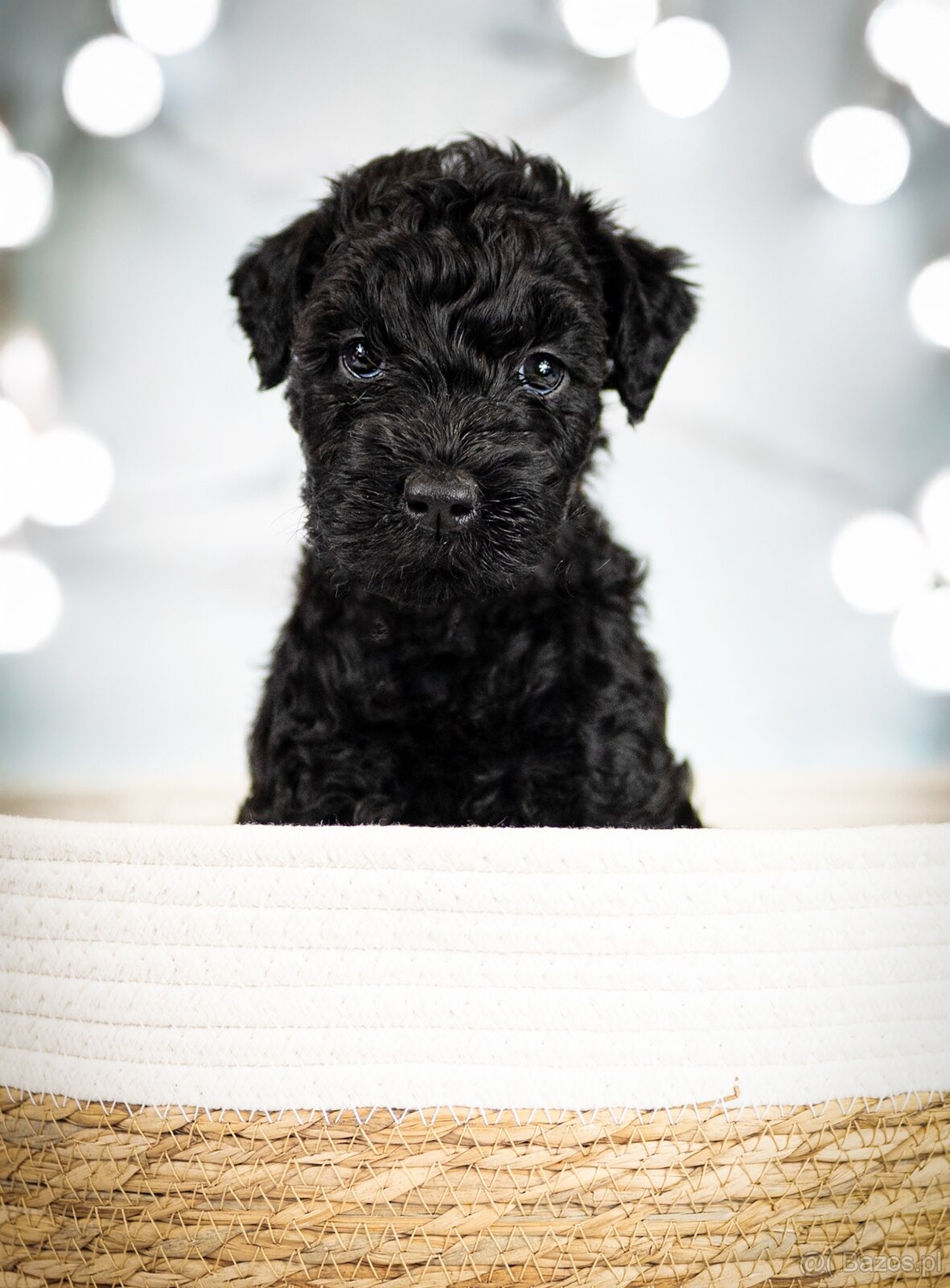 Szczeniak Kerry Blue Terrier - 18