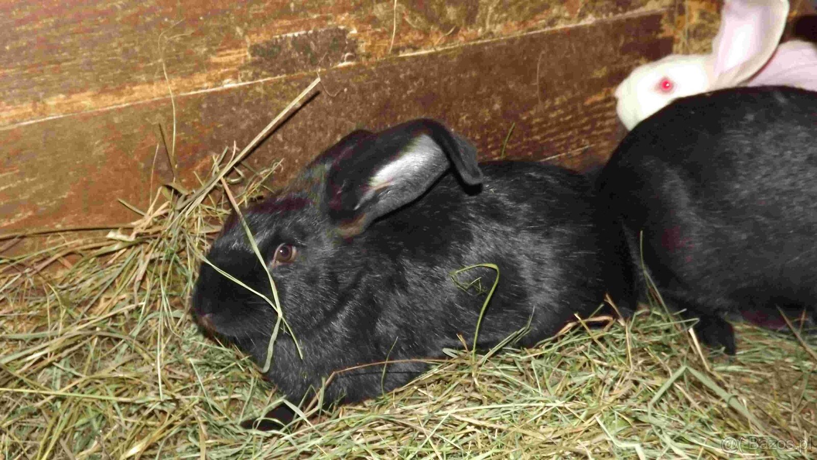 sprzedam króliki - 18