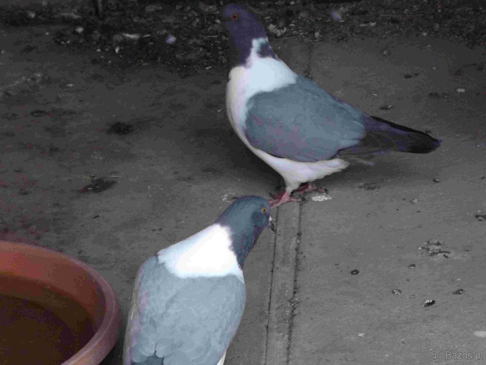 sprzedam gołębie - 18